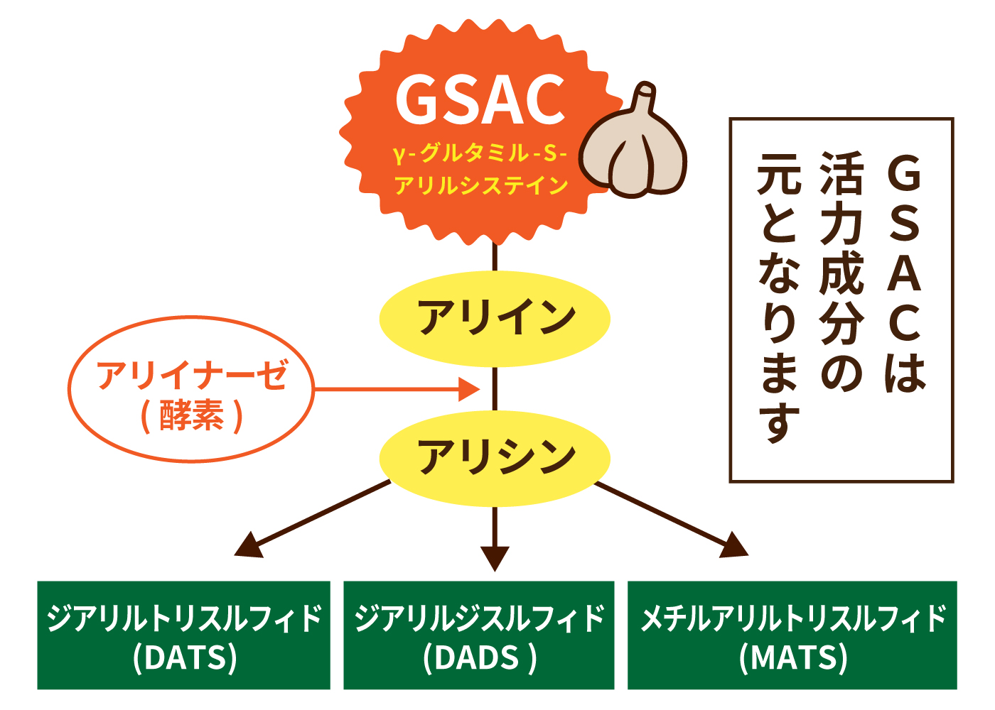 にんにくの成分・栄養素